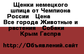 Щенки немецкого шпица от Чемпиона России › Цена ­ 50 000 - Все города Животные и растения » Собаки   . Крым,Гаспра